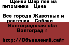 Щенки Шар пея из питомника › Цена ­ 25 000 - Все города Животные и растения » Собаки   . Волгоградская обл.,Волгоград г.